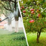 Lisne uši više nikada neće dotaknuti stabla jabuke: učinkovito rješenje