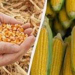 Najbolje razdoblje za sjetvu kukuruza u 2025. godini: nemojte ga propustiti Najbolje razdoblje za sjetvu kukuruza u 2025. godini: nemojte ga