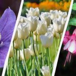 Stručnjak je naveo 7 biljaka koje se ove jeseni isplati